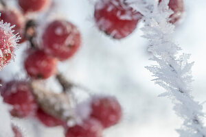 Zierapfelzweige (Malus), Früchte mit Eiskristallen angefroren, close-up