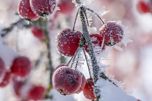 Zierapfelzweige (Malus), Früchte mit Eiskristallen angefroren, close-up