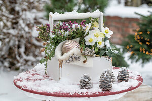 Christrosen (Helleborus niger), Heidekraut (Erika) und Tannenzweige in alter Werkzeugkiste, mit Schnee und Zapfen auf Terrassentisch