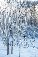 Ziergitter im winterlichen Garten mit Eiskristallen