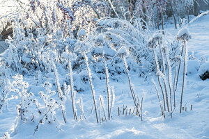 Fenchelblüten mit Eiskristallen angefroren bei Frost im Garten