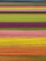 Abstraktes Bild von Tulpenreihen auf dem Bauernhof.