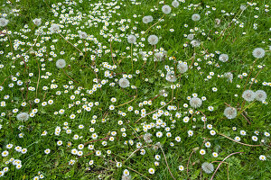 Field of green grass and blooming daisies and dandelions, a lawn in spring.