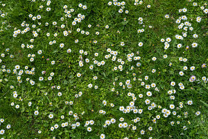 Field of green grass and blooming daisies and dandelions, a lawn in spring.