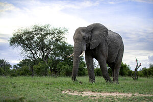 Ein Elefant, Loxodonta africana, geht im kurzen Gras.