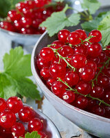 Rote Johannisbeeren