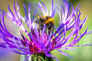 Bumblebee in cornflower