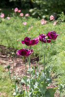 Purple poppy in the sunny summer garden (Papaver)