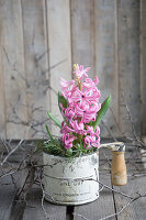 Hyacinth in a decorative tin on a wooden background