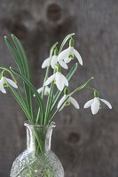 Schneeglöckchen (Galanthus) in Glasvase