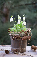 Schneeglöckchen (Galanthus) mit Kresse im Topf und Kränzchen aus Lärchenzweigen