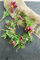 Wreath made of pasque flower (Pulsatilla), forget-me-not, daisies (Bellis) and birch twigs