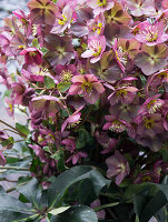 Flower pot with oriental hellebore (Helleborus orientalis)