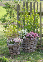 Blumenkörbe mit Wolfsmilch 'Ascot Rainbow, Goldlack 'Winter Creme', Goldliguster 'Aureum', Steinbrech im Garten