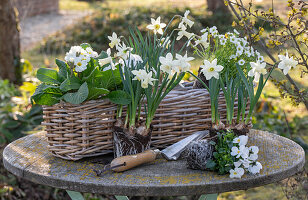 Blumenkasten mit Narzissen 'Sail Boat'; Hornveilchen, Steinbrech