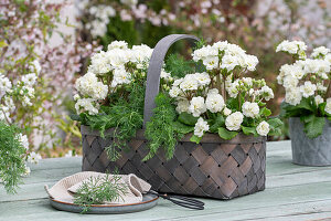 Blumenkorb mit Primeln 'Frosty White' und Dill