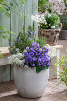 Blumenschale mit blühendem Rosmarin, Primel 'Chrystal Fountain'und Schleifenblume 'Candy' auf der Terrasse