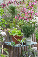Salat und Kräuter im Topf, Rosmarin, Kopfsalat, am Zaun hängend auf einem Tablett