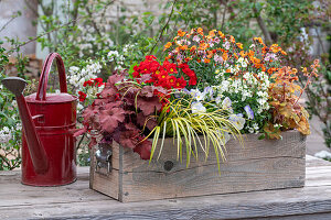 Blumenkasten mit Purpurglöckchen 'Cinnamon Glaze' und 'Red Fury', Primel 'Spring Bouquet', Goldlack 'Winter Charme' und 'Winter Flame', Hornveilchen 'Blue Moon', Kalmus 'Ogon'