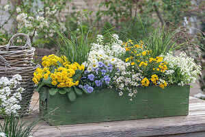 Blumenkasten mit Primel 'Sunny Yellow', Hornveilchen, Gänsekresse 'Alabaster', Schleifenblume 'Candy Ice' und Goldlack 'Winter Power'