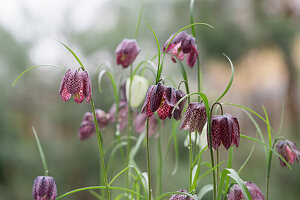 Checkerboard flower (Fritillaria)