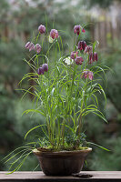 Checkerboard flower (Fritillaria) in a baking tin