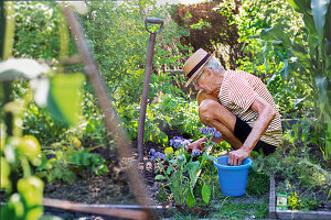 Senior man gardening during summer sunny day\n