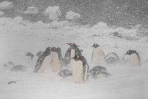 Gentoo penguins colony (Pygoscelis papua), Mikkelsen, Trinity Island, Antarctica.\n