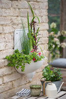 Gauklerblume, großes Fettblatt (Sedum), und Rosa Papageienblatt in altem Waschbecken auf der Terrasse eingepflanzt