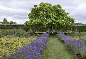 Großer Baum und Lavendelbeete (Lavandula) in geometrisch angelegtem Garten