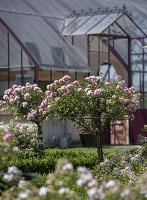 Rose standard (Rosa) in the foreground of a greenhouse