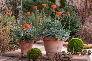 Kreuzkraut (Senecio cephalophorus) 'Orange Flame' in Blumentöpfen auf der Terrasse