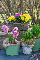 hyacinths; Primula; Crocus; 'Vanguard';