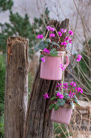 Frühlingsalpenveilchen (Cyclamen) in Tassen an altem Baumstumpf hängend