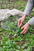 Harvesting lamb's lettuce