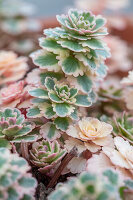 Dickblattgewächs, Sedum, Sukkulente 'Atlantis' in Blumenschale, Portrait