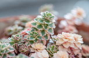 Dickblattgewächs, Sedum, Sukkulente 'Atlantis' in Blumenschale, Portrait