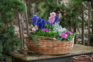 Hyazinthen (Hyacinthus), Primeln, Krokusse, Narzissen,  Silberblatt (Senecio) 'Winter Whispers' in Blumenschale