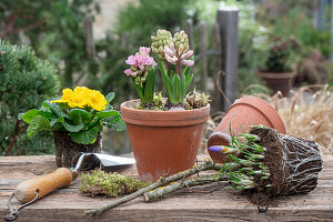 Hyazinthen (Hyacinthus), Primel und Krokus in Blumentöpfen auf der Terrasse
