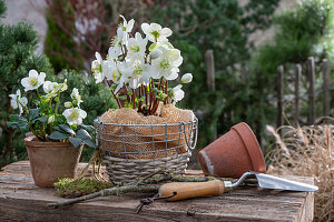 Christrose (Helleborus Niger) im Topf auf der Terrasse