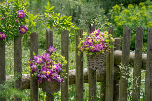 Stachellose Kletterrose 'Veilchenblau' (Rosa) und Frauenmantel (Alchelmilla) in hängenden Blumentöpfen am Gartenzaun