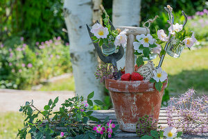 Wildrosenblüten (Rosa canina) oder 'Hundsrose', Blütendeko an Blumentopf mit Erdbeeren, Spaten und Schaufel, Blüten von Zierlauch