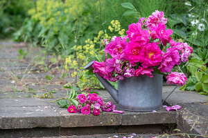 Rosa gallica; officinalis; Versicolor; Taunus flowers