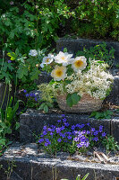 Blumenschale mit Holunderblüten (Sambucus) und weiße Strauchrose 'Golden Wings' (Rosa Pimpinellifolia)