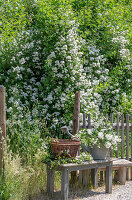 Weiße Büschelrose (Rosa multiflora), Zweige in alter Gießkanne und als Heckenrose