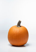 Jack Sprat F1 (pumpkin variety from the USA)