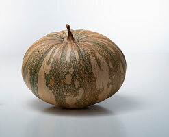 La Estrella F1 (pumpkin variety from the USA)