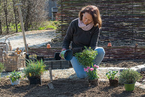 Frau bepflanzt Beeteinfassung mit Kräutern, Oregano, Thymian, und Nelken (Dianthus)