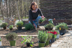 Frau bepflanzt Beeteinfassung mit Kräutern, Oregano, Rosmarin, Salbei, Thymian, und Nelken (Dianthus)