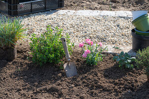 Beeteinfassung bepflanzen mit Kräutern, Oregano, Salbei und Thymian, und Nelken (Dianthus)